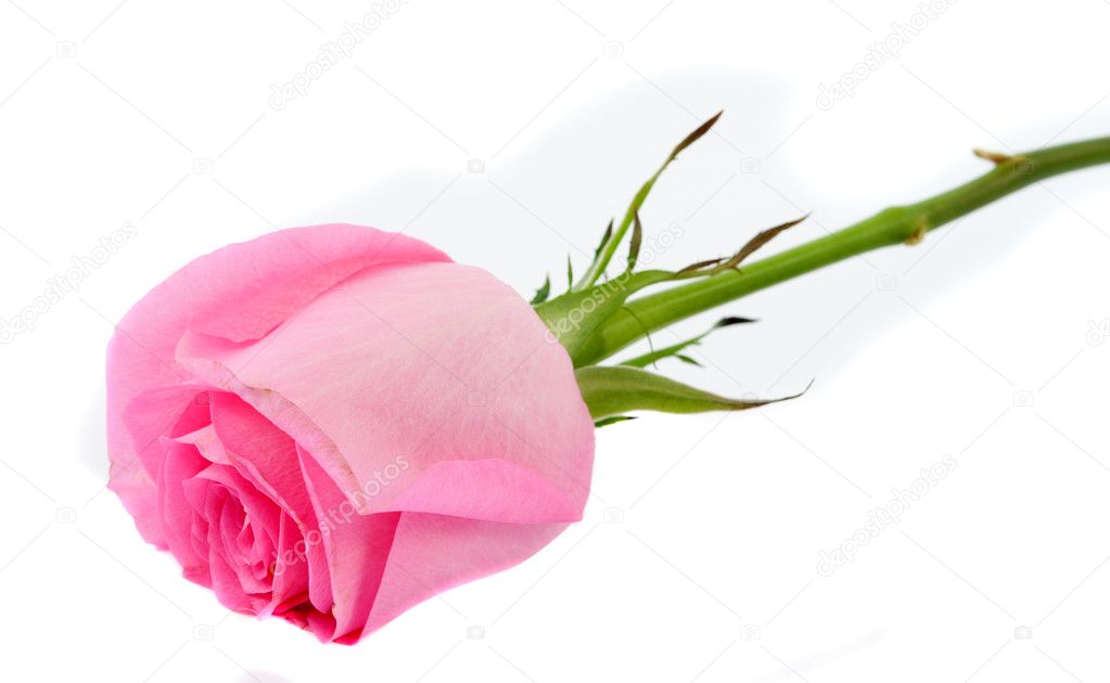 Pink rose isolated