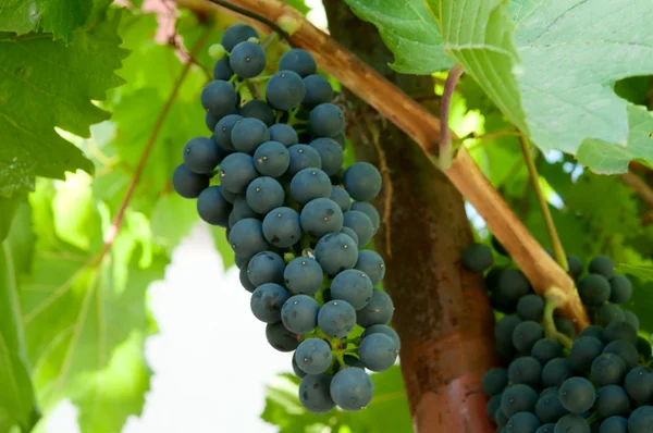 Manojos de uvas cultivadas — Foto de Stock