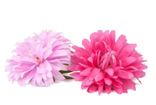 Pink aster isolated — Stock Photo, Image