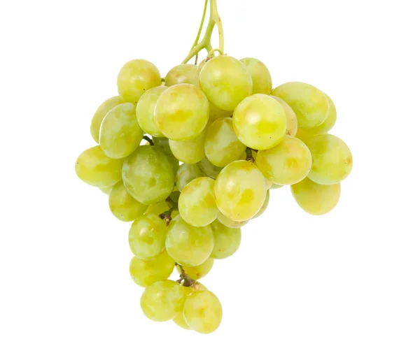 Грона винограду ізольовані — стокове фото