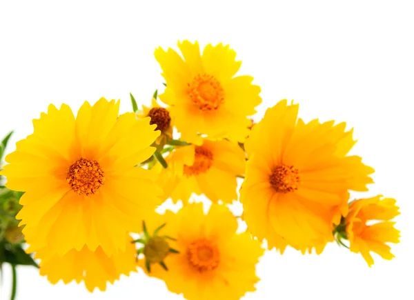 黄色的花朵隔离 — 图库照片