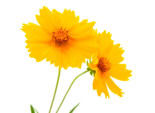 Fleurs jaunes isolées — Photo