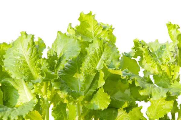 Салат з листям — стокове фото