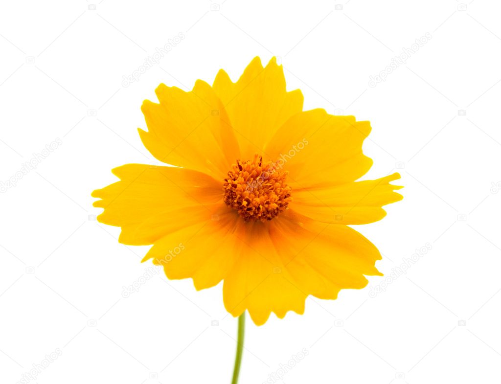 Yellow flowers isolated