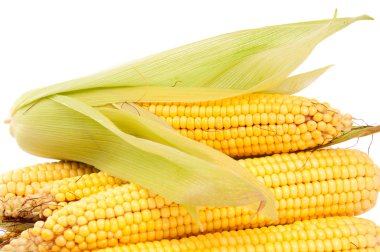 Cobs corn clipart