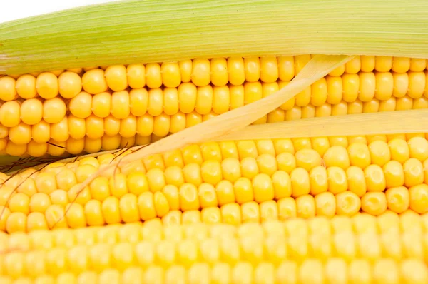 Espigas de milho — Fotografia de Stock