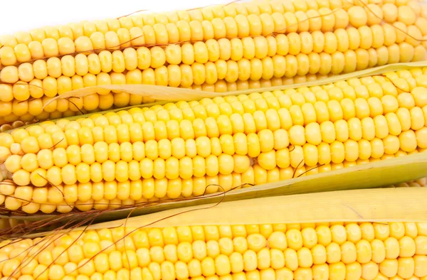 Качанів кукурудзи — стокове фото