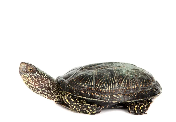 Черепаха ізольовані — стокове фото