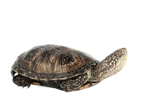 Sköldpaddan isolerad — Stockfoto