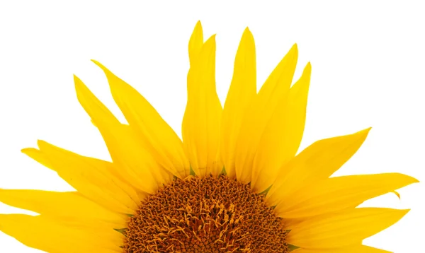 Stock image Sunflower isolated