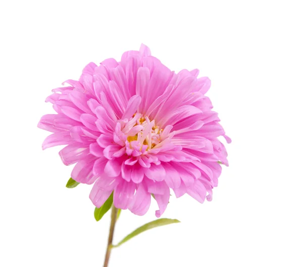 Pink aster isolated — Stockfoto