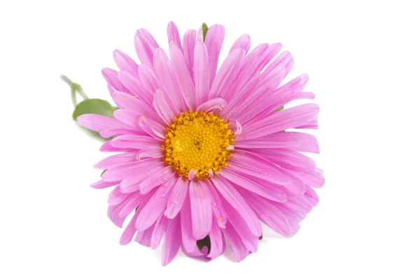 孤立的粉红色翠菊 — 图库照片