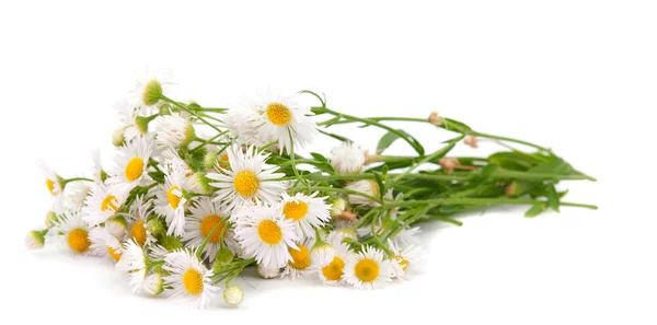 Bouquet of daisies field — Stock Photo, Image
