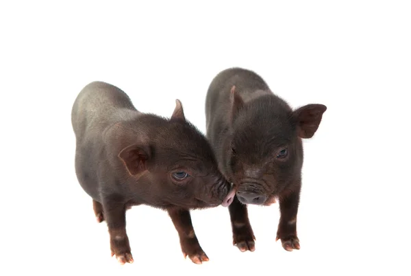 stock image Pigs isolated