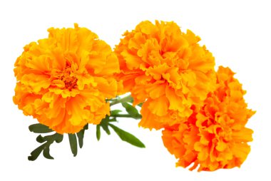 Marigold flower clipart