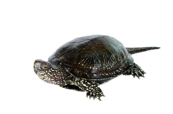 Turtle izolat — Fotografie, imagine de stoc
