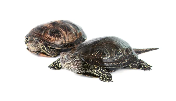 Sköldpaddan isolerad — Stockfoto