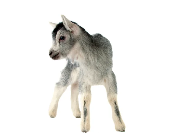 Маленькая изолированная коза — стоковое фото