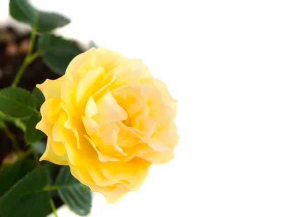 Yellow rose isolated — Stock Photo, Image