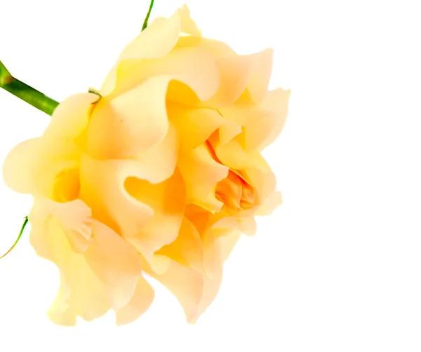 Žlutá růže, samostatný — Stock fotografie