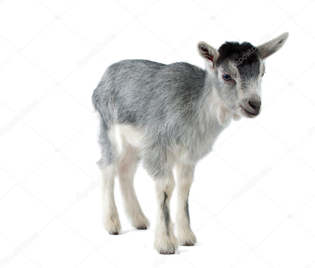 Little goat isolated