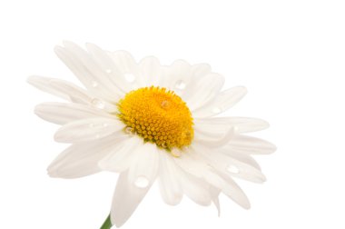 Daisy with dew drops isolated clipart