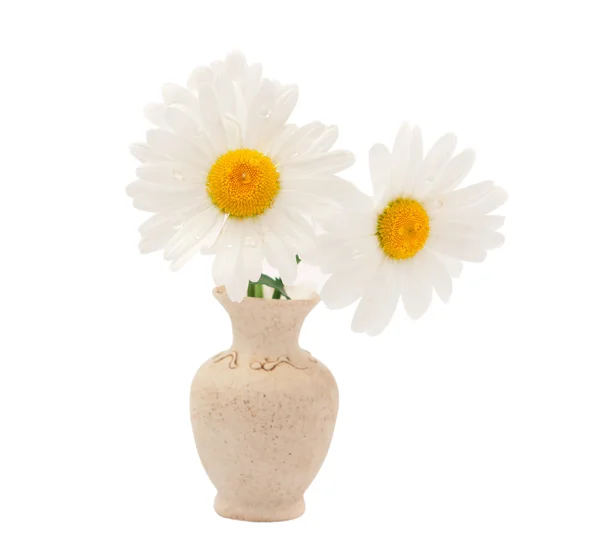 Daisy in een vaas met druppels geïsoleerd op witte achtergrond — Stockfoto