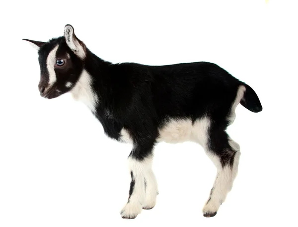 Маленькі кози, ізольовані — стокове фото