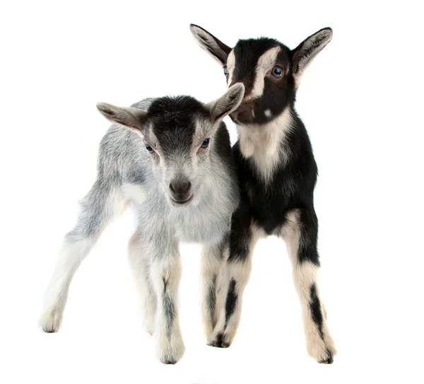 Маленькая изолированная коза — стоковое фото