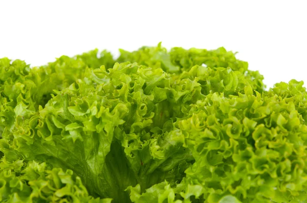 Listy salátu izolované — Stock fotografie