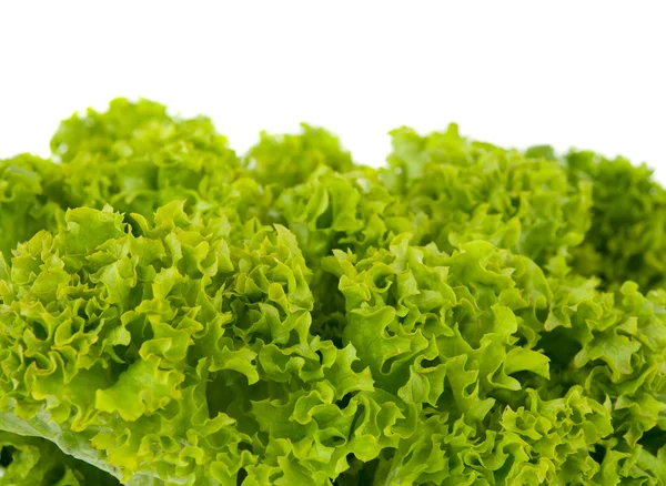 Frunzele de salată izolate — Fotografie, imagine de stoc