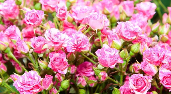 Malé růžové květy — Stock fotografie