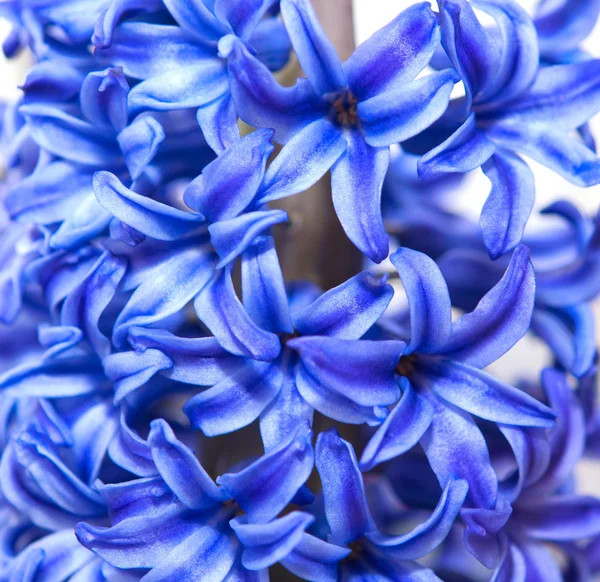 Фиолетовый гиацинтовый цветок — стоковое фото