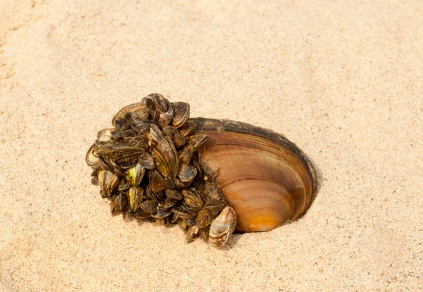 Stock image Mussel