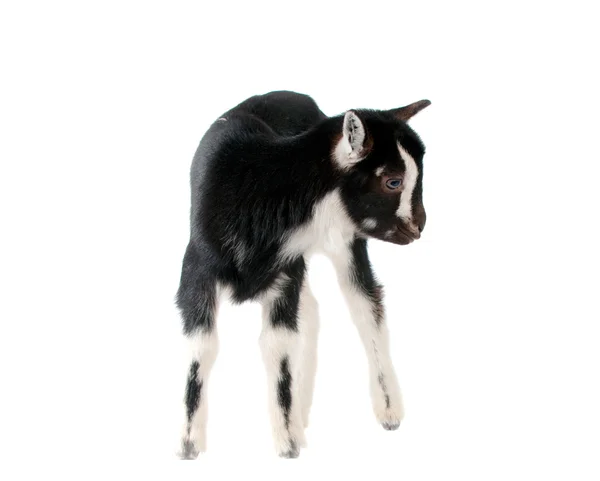 Petite chèvre isolée — Photo