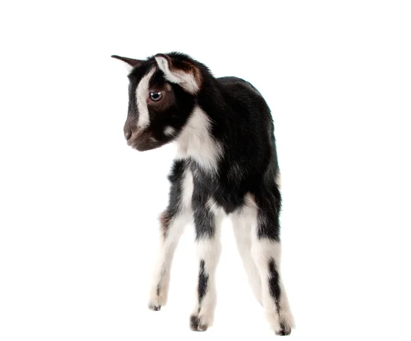Маленькі кози, ізольовані — стокове фото