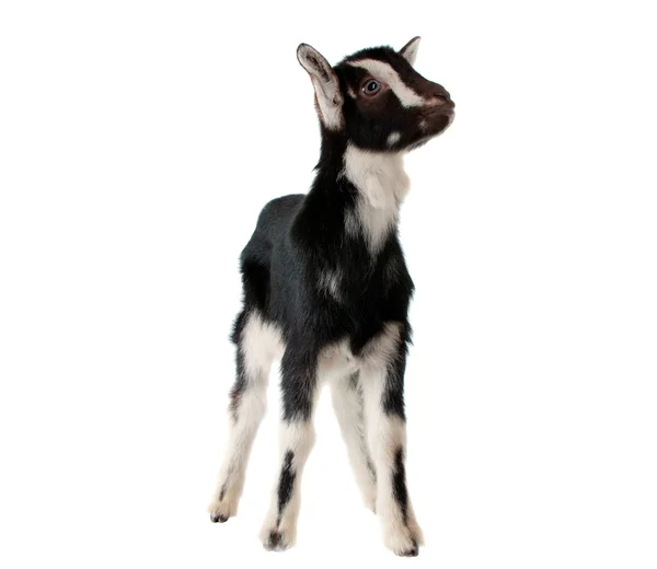 Izole küçük keçi — Stok fotoğraf
