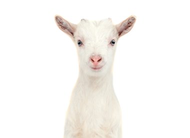 White goat isolated clipart