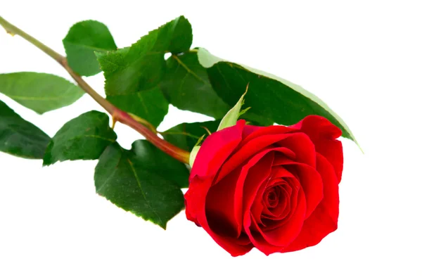 Červená růže izolovaná — Stock fotografie