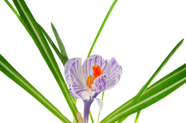 Krokus kwiat na białym tle — Zdjęcie stockowe
