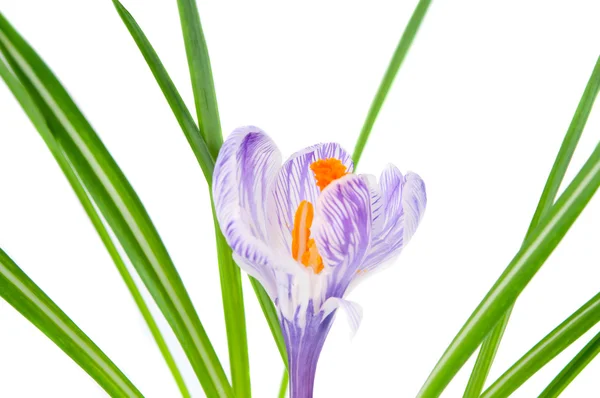 stock image Crocus flower isolated