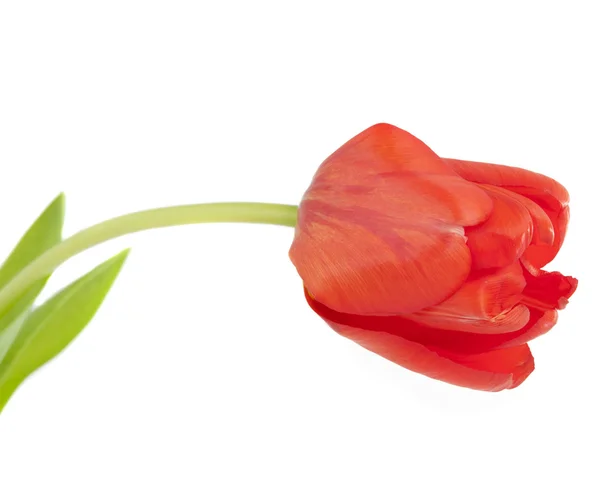 Rote Tulpe isoliert Stockbild