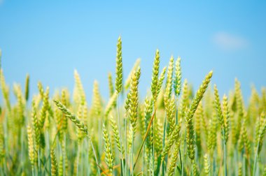 A field of wheat clipart