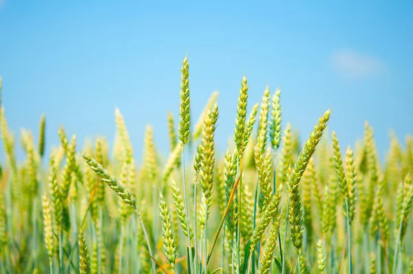 Поле пшениці — стокове фото