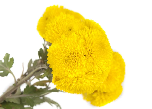 Жовті хризантеми — стокове фото