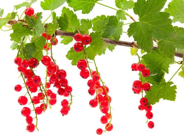 Zweig mit roten Johannisbeeren — Stockfoto