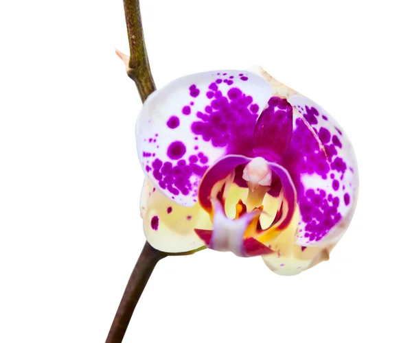 Orchid flower isolated — Stock Photo, Image