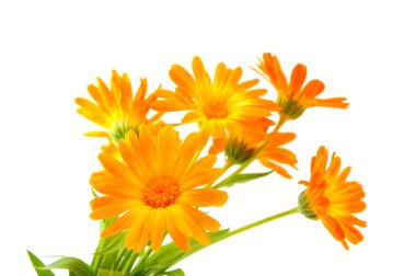 izole calendula çiçek