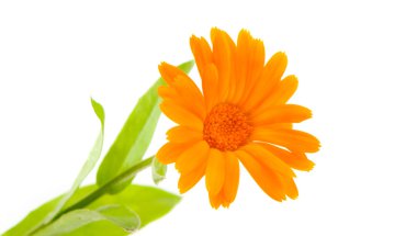 izole calendula çiçek