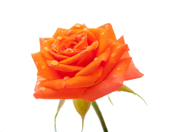 Růže s kapkami, samostatný — Stock fotografie